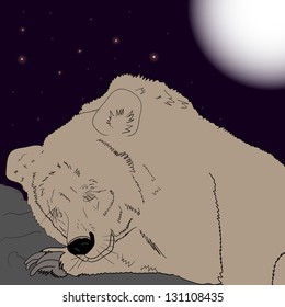 Brown bear sleeping at night