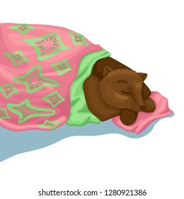 Brown bear is sleeping under a blanket and on a pillow. Dream of a fairytale animal character