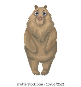 Brown bear is surprised or shocked. Wild grizzly bear standing on its paws. North America animal character. Isolated on white background. Flat style vector cartoon illustration.