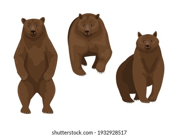 Brown bear, three different poses of a wild animal, forest predator. Sitting, standing and looking straight bear. Dangerous serious forest predator. Vector character illustration on a white background