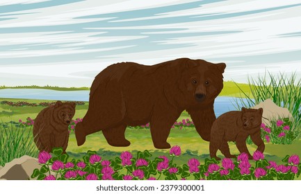 A brown bear and two cubs walk through a meadow with clover on the river bank. Realistic vector landscape with wild animals