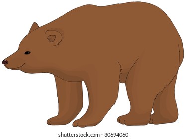 Brown Bear Vector Illustration