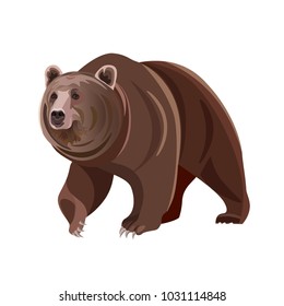 Brown bear. Vector illustration isolated on white background