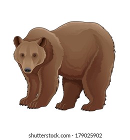 Brown bear. Vector isolated animal.