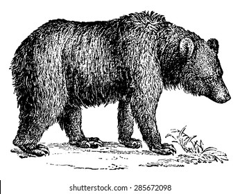 Brown bear, vintage engraved illustration. Natural History of Animals, 1880.
