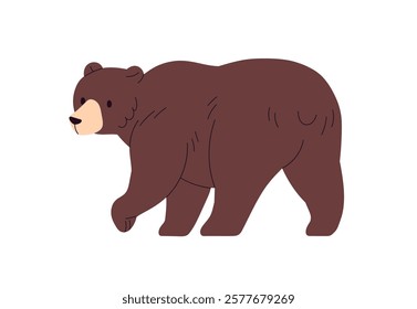 Brown bear walking away, view from back, behind. Wild animal, forest fauna, mammal. Carnivore, predator. Big strong carnivorous beast going. Flat vector illustration isolated on white background