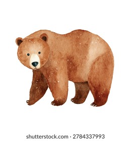 Brown bear walking on all fours slowly