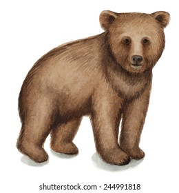 Brown bear, watercolor vector illustration. Isolated on a white background.