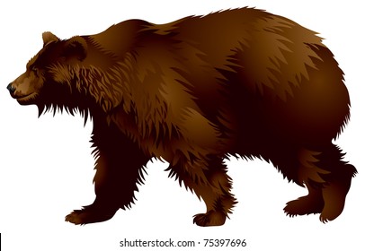 Brown bear, wild animal, Lives in the woods of the northern Eurasia, North America and in the zoo