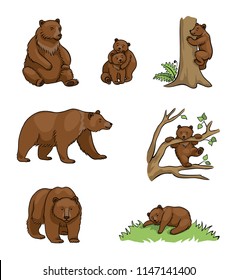 Brown bears - udults and cubs. Vector illustration. EPS8