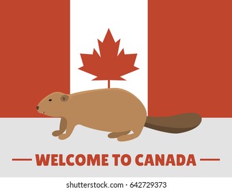 Brown beaver animal character mammal on canada red white flag background canadian vector illustration