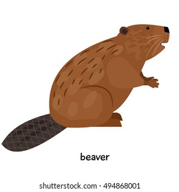 Brown beaver with unusual tail 