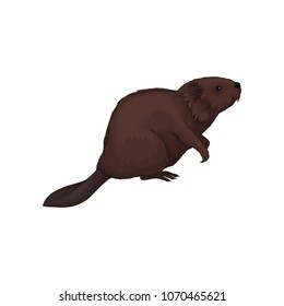 Brown beaver wild forest animal vector Illustration on a white background
