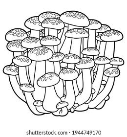 Brown beech mushroom. Hon Shimeji. Hand drawing edible mushrooms. Coloring page. 