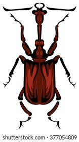 brown beetle