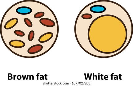 Brown Beige And White Fat Cells Icon