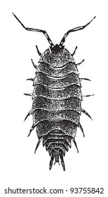 Brown big wood louse (Porcellio scaber) / vintage illustration from Meyers Konversations-Lexikon 1897