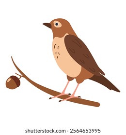 Brown bird perched on a branch with an acorn in a natural setting