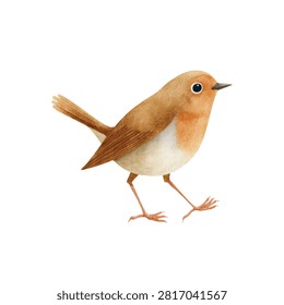 Brown bird with white belly walking