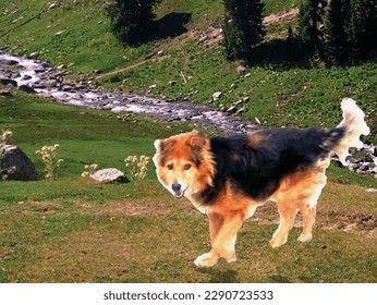 Brown black dog is a captivating animal nature countryside photo painting .great for decoration ,textile and fabric print ,book cover ,website picture ,card and different print purposes