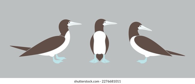 Brown booby logo. Isolated booby on white background. Gannet