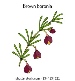 Brown boronia (B. megastigma), medicinal plant. Hand drawn botanical vector illustration