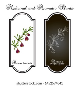 Brown boronia (B. megastigma), medicinal plant. Hand drawn botanical vector illustration