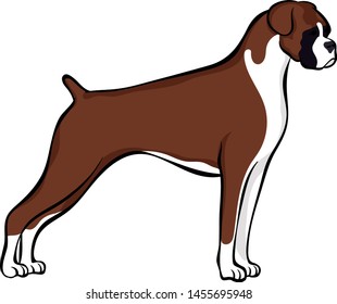 Brown Boxer Dog Illustration Vector