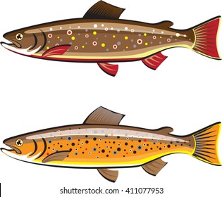 Brown and brook trout