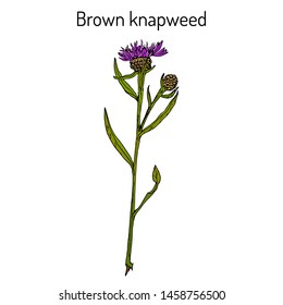 Brown brownray knapweed (Centaurea jacea), medicinal plant. Hand drawn botanical vector illustration