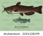 Brown Bullhead. Vector illustration with refined details and optimized stroke that allows the image to be used in small sizes (in packaging design, decoration, educational graphics, etc.)