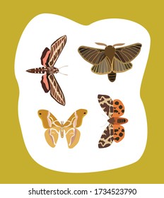 Brown butterfly. Set night moths. Insects. Simple vector illustration.