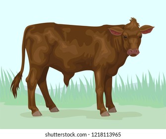 brown calf meat breed