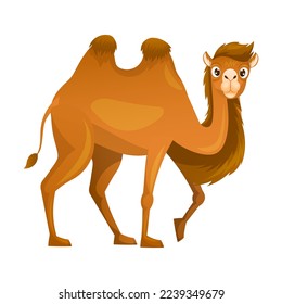 Brawn Camel als gleichgezackte, ungulente WüstentierwanderVektorgrafik