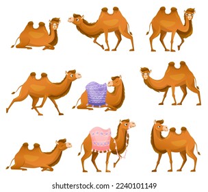 Camello marrón como animal de desierto Ungulate con diferente vector de cadera