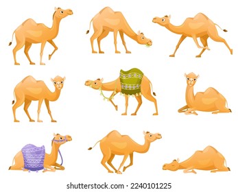 Brown Camel as Even-toed Ungulate Desert Animal in Different Pose Vector Set