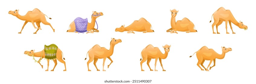 Brown Camel as Even-toed Ungulate Desert Animal in Different Pose Vector Set