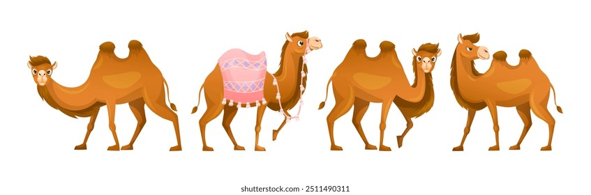 Brown Camel as Even-toed Ungulate Desert Animal in Different Pose Vector Set