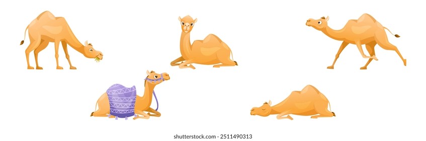 Brown Camel as Even-toed Ungulate Desert Animal in Different Pose Vector Set