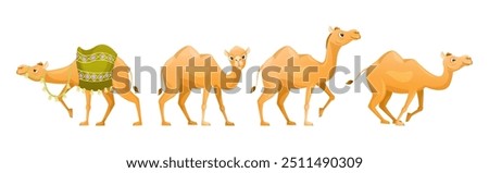 Similar – Image, Stock Photo Standing camels on desert terrain in daylight