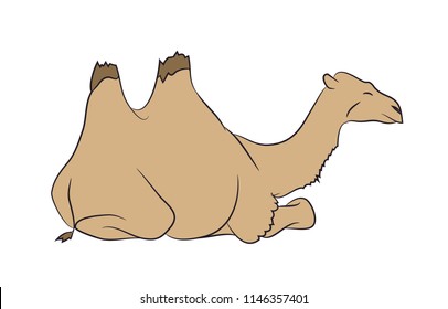 brown camel lies, vector, white background