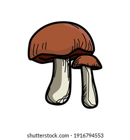 seta de capucha marrón, conjunto de setas de capucha marrón sobre fondo blanco. ilustración vectorial del capuchón marrón 