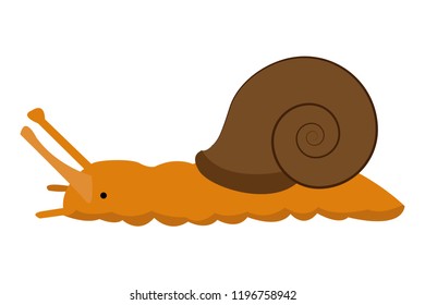Brown carapace snail.