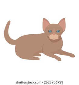 Brown cat with blue eyes is lying down, its tail curled behind it
