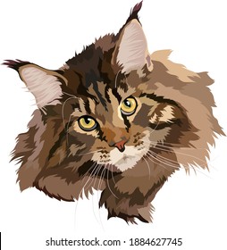 
Brown cat Maine Coon vector illustration. Portrait