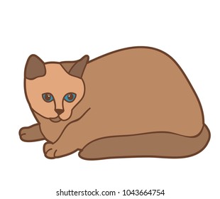 brown cat on a white background