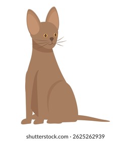 Brown cat sitting posing for portrait on white background