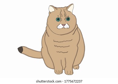 Brown cat and white background