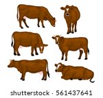 Brown cattle set. Cows standing, lying, eating, grazing, side and front view
