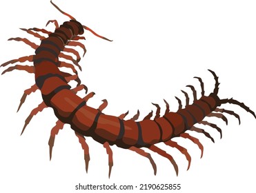 Brown Centipede Arthropod Animal Vector Illustration